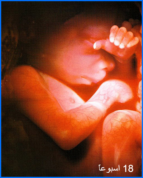 18_weeks_ar